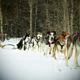 Image for article titled Where the Dogs Are: A Dogsledding Photo Diary